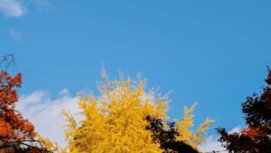 Kazakhstan Instagram инфлюенсерлері брендтермен қалай жұмыс істей алады