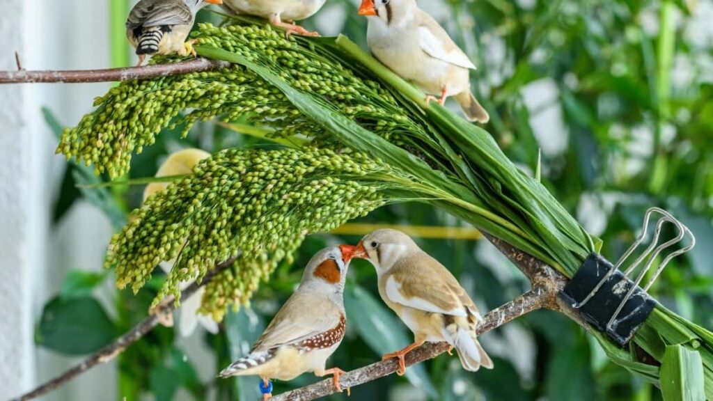 2025 Australia Instagram жарнама бағалары Қазақстан нарығына