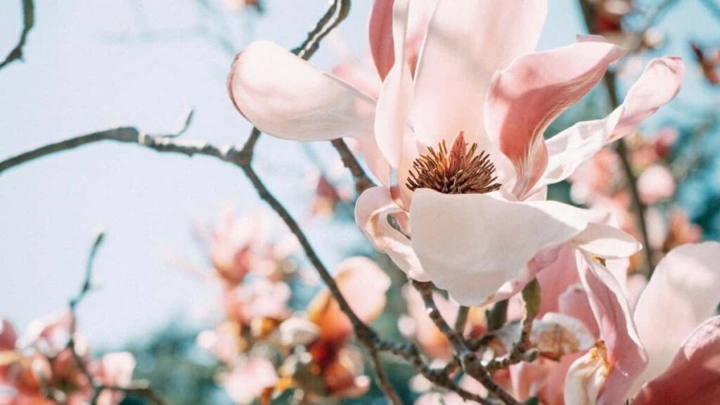 Instagram , .
